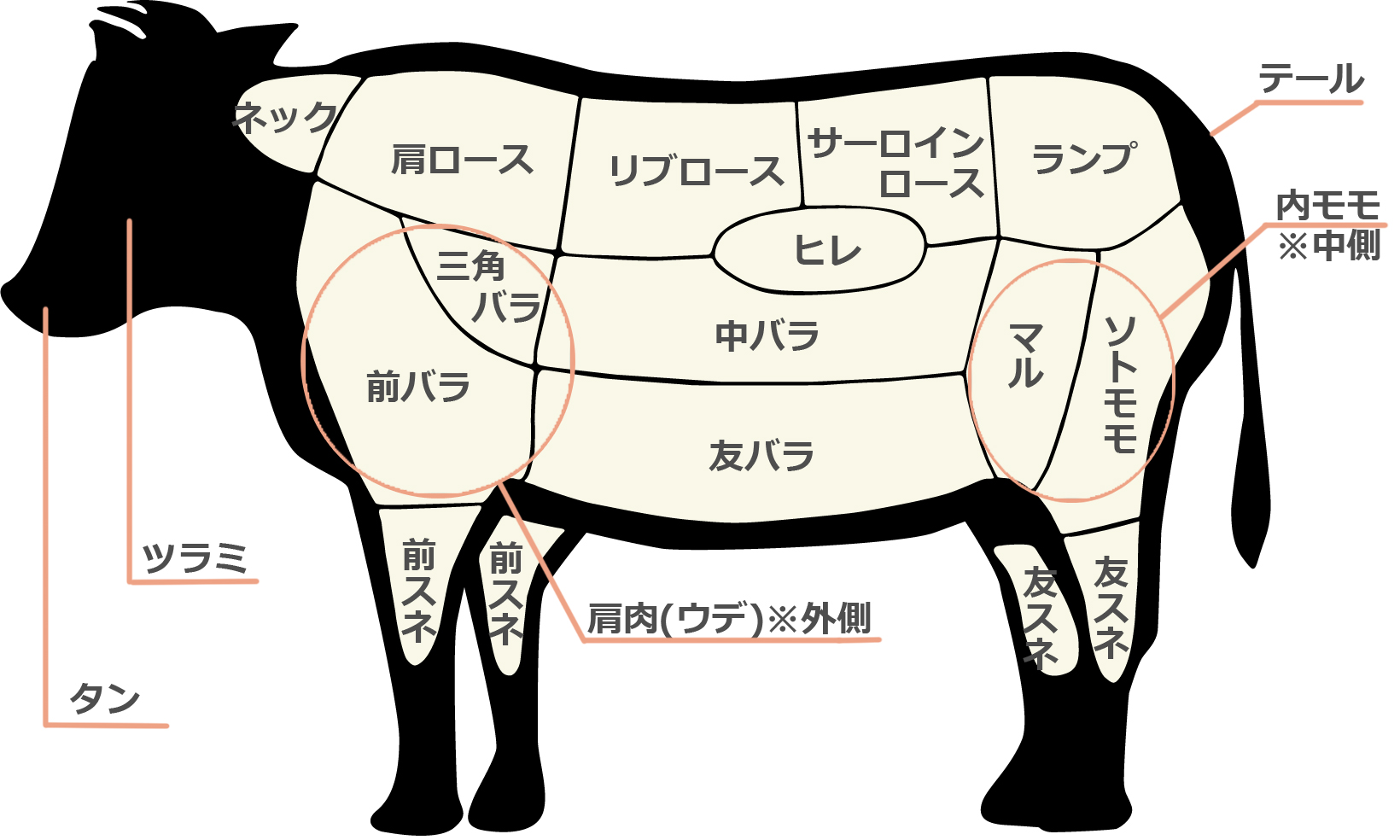 牛肉豆知識 牛肉の部位 近江牛の千成亭