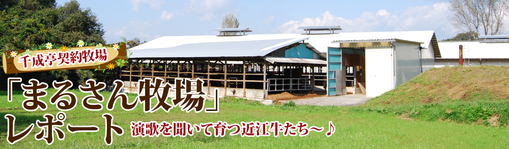 「まるさん牧場」レポート　演歌を聞いて育つ近江牛たち～♪